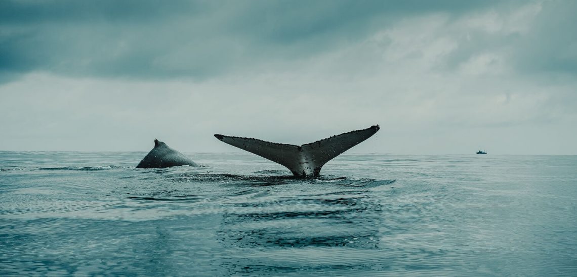 Vyhlídka na pozorování velryb